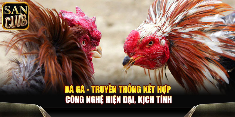 Đá gà - Truyền thống kết hợp công nghệ hiện đại, kịch tính